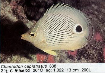 Chaetodon capistratus